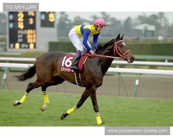 澳门赛马比赛现场体验全记录带你感受赛马盛事的激情与魅力